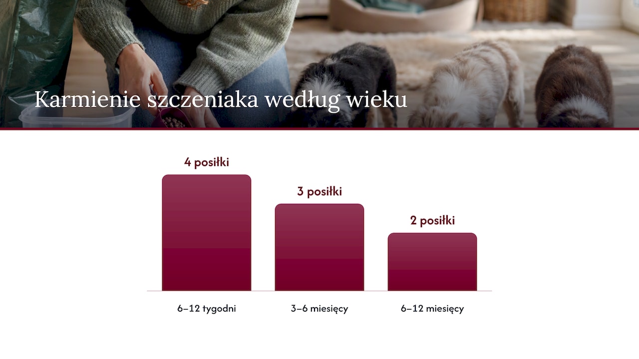 Plan karmienia szczeniaka w zależności od wieku