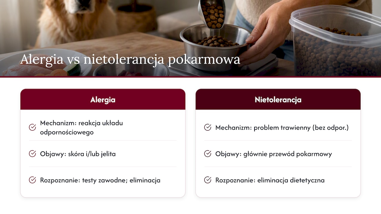 Różnice między alergią a nietolerancją pokarmową u psa