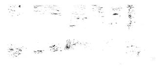 Crave
