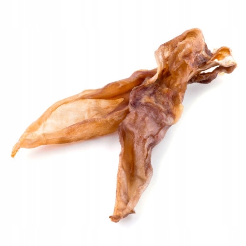 Maced królik